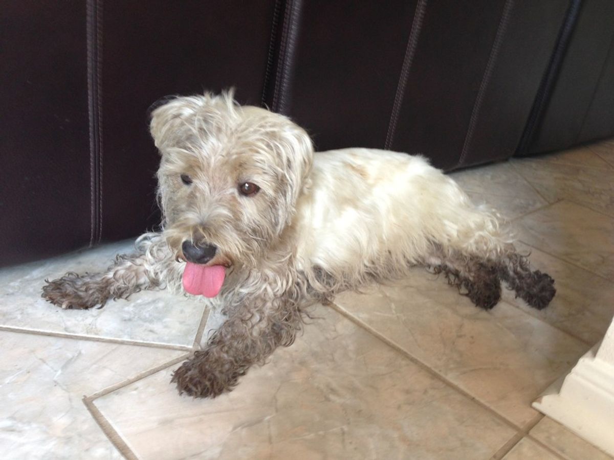 Why Are Dogs So Cute?