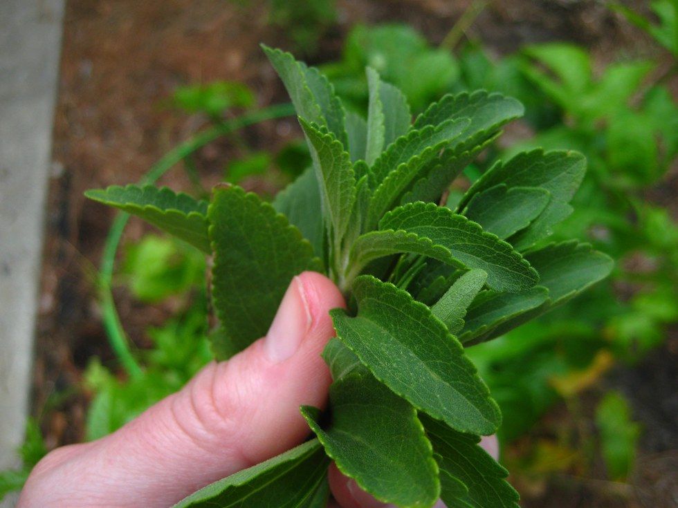 5 Reasons Why You Should Start Growing Your Own Stevia At Home