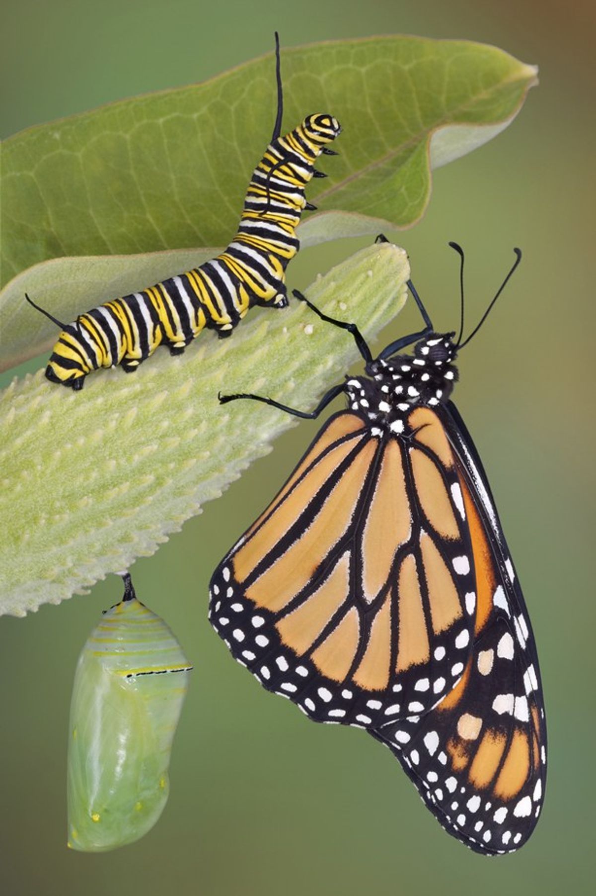 This Fetching Butterflies Leak Will Change Your World - ctqyod5