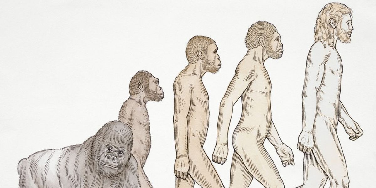 No, We Did Not Evolve From Monkeys