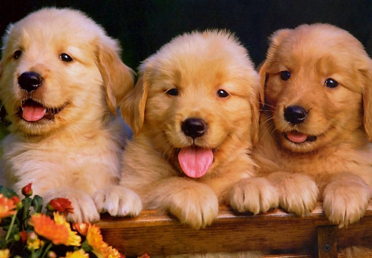 13 Things About Summer As Told By Golden Retrievers