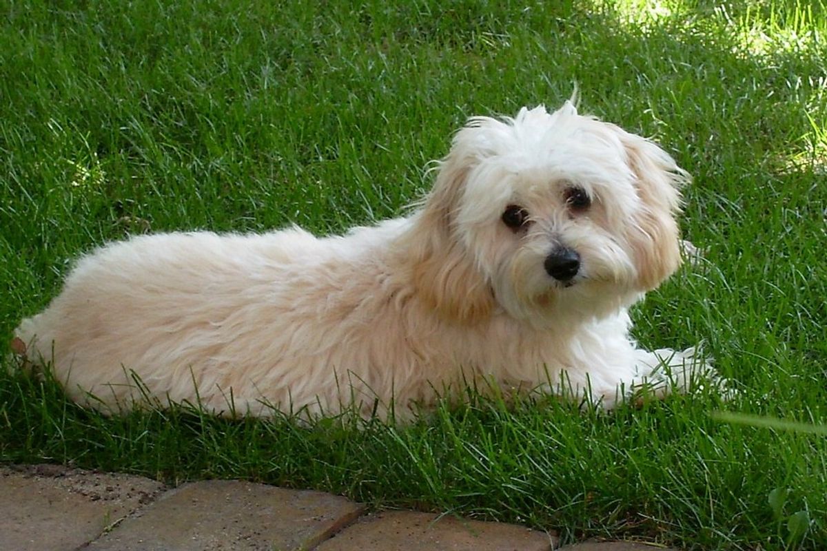 Buy Cavachon puppy for sale from South Dakota USA