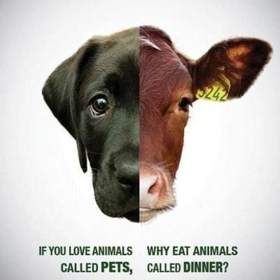 The Disconnect Between Loving Animals And Eating Them