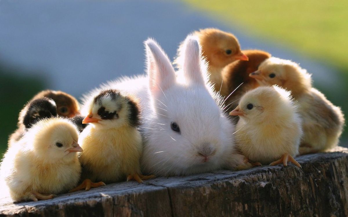 Top 10 Cutest Baby Animals Top 10 Cutest Baby Animals