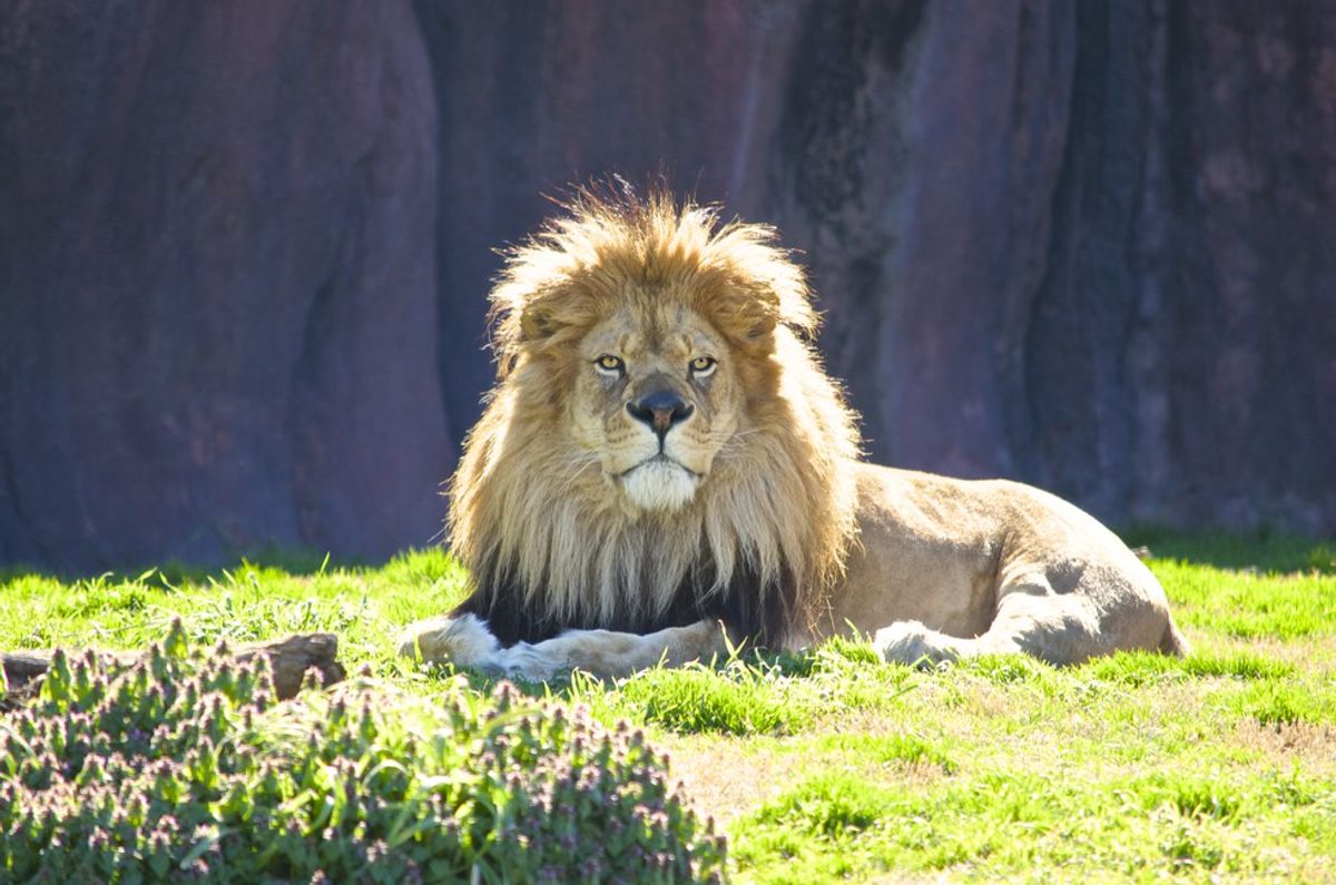 Are Zoos And Aquariums Harmful To Animals?