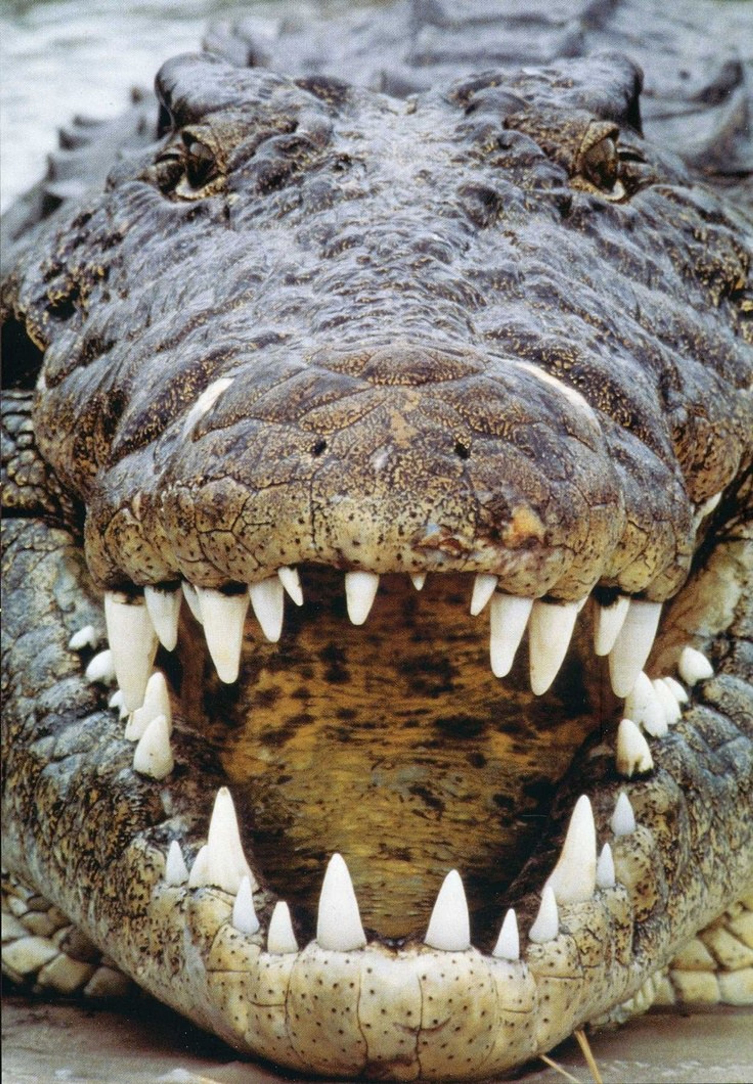 I Have An (Ir)Rational Fear of Crocodiles
