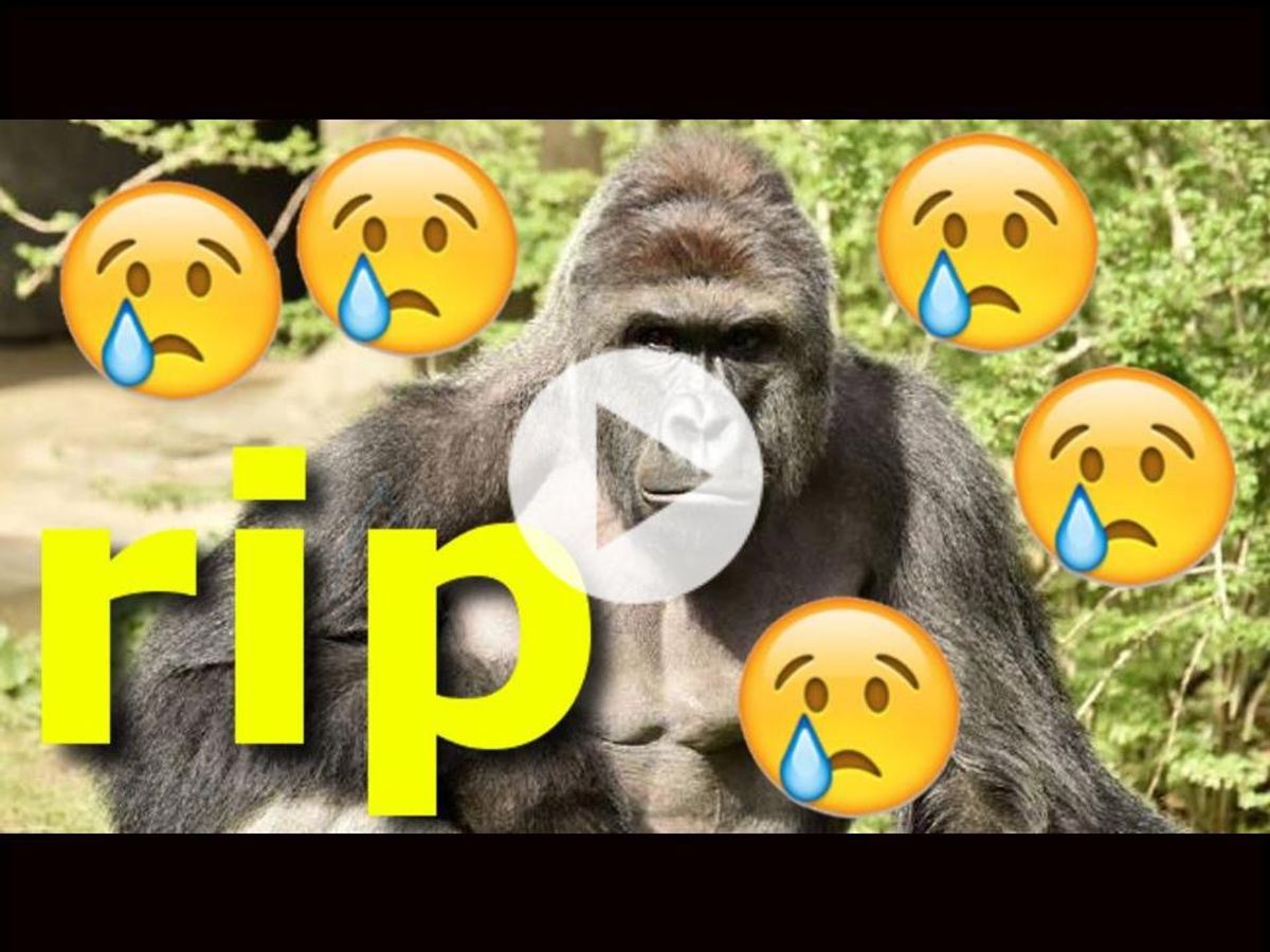 Top 10 Harambe Memes 9008