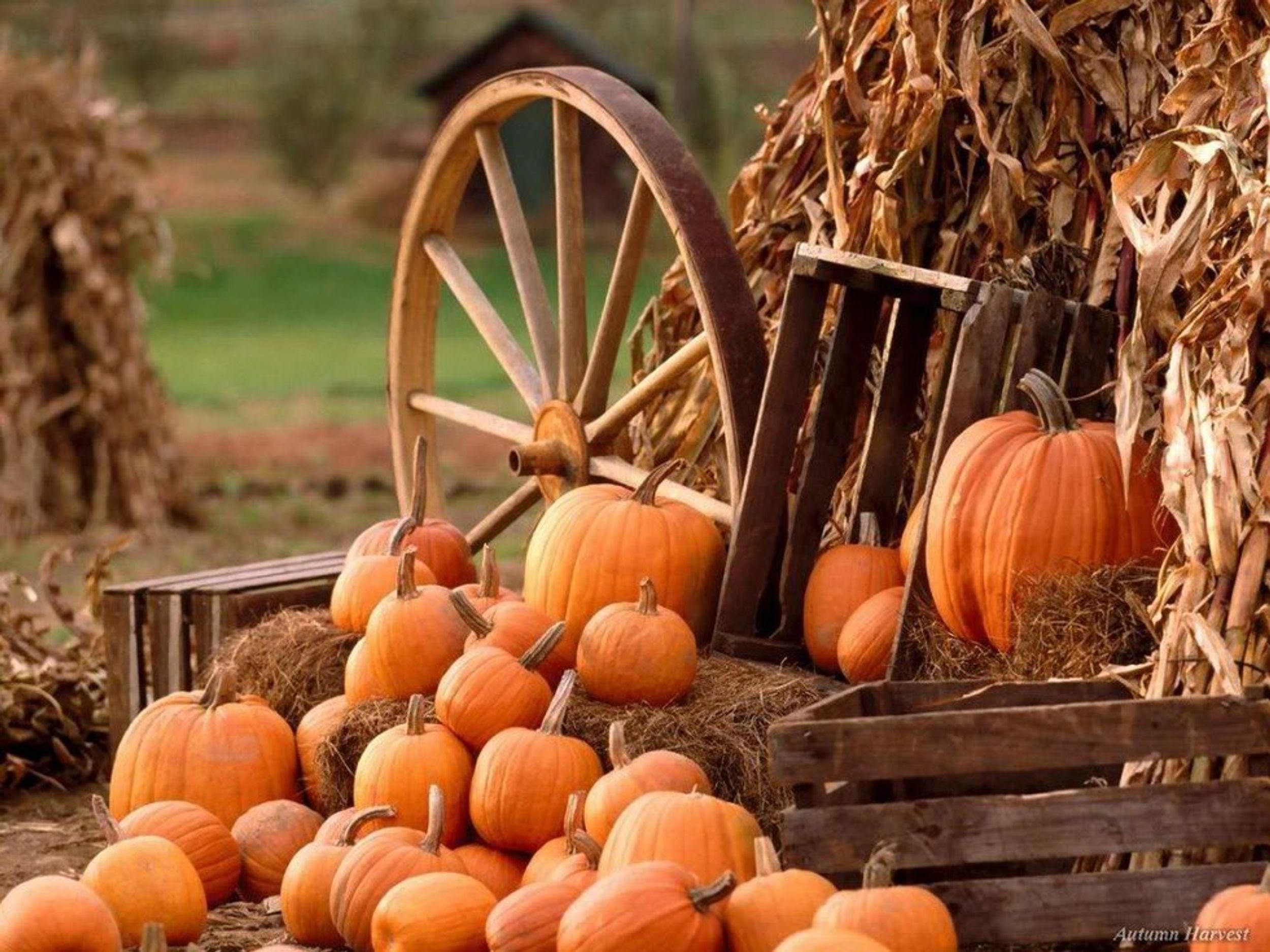How to Make the Most of Fall