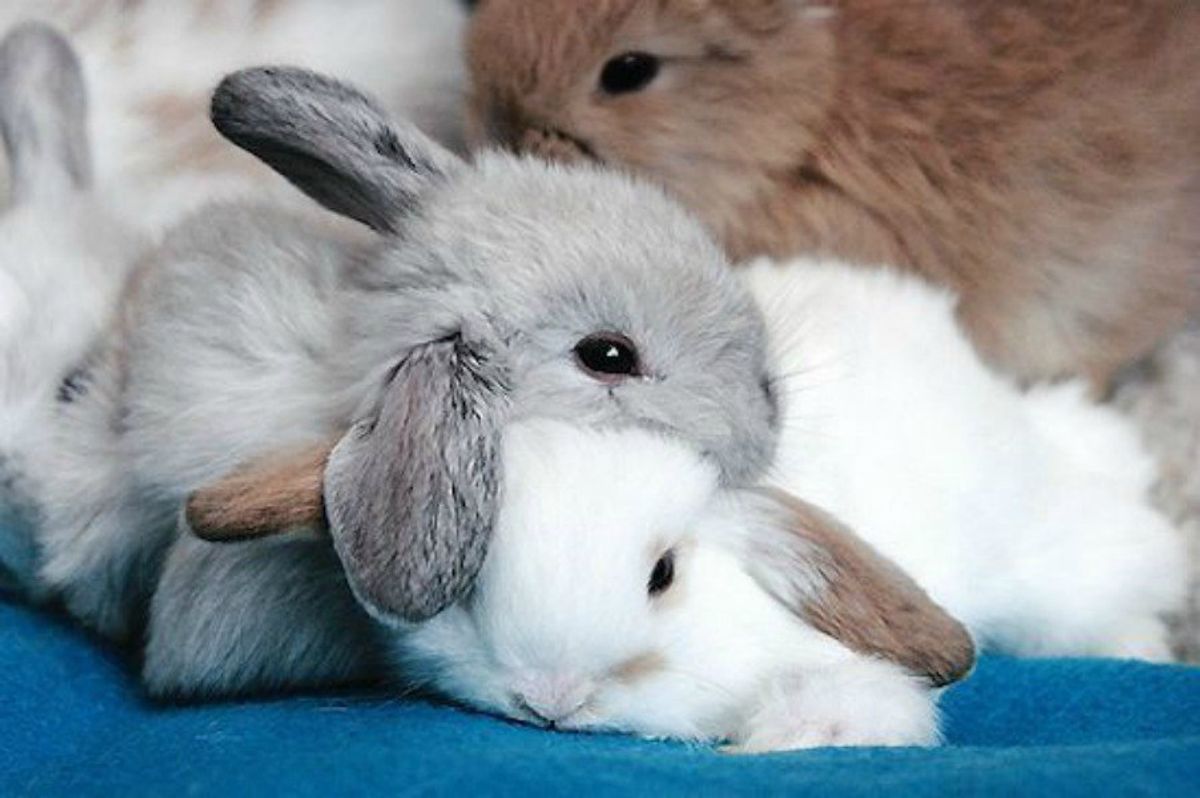 cuddly rabbit