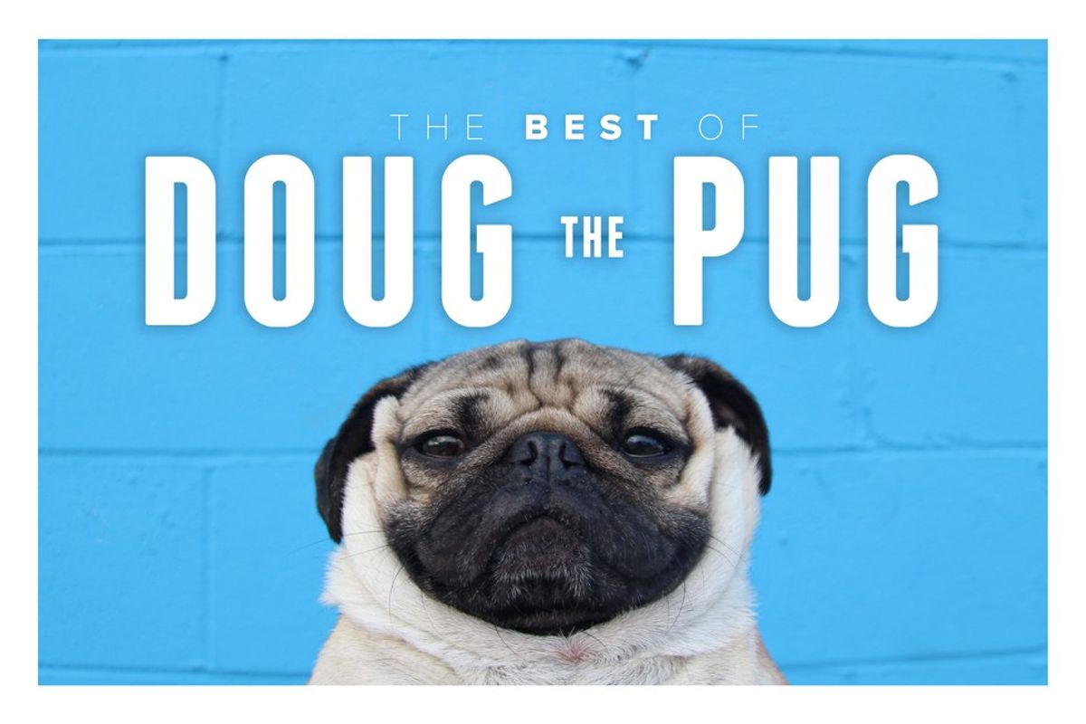 5 Best TV parody's Starring Doug The Pug