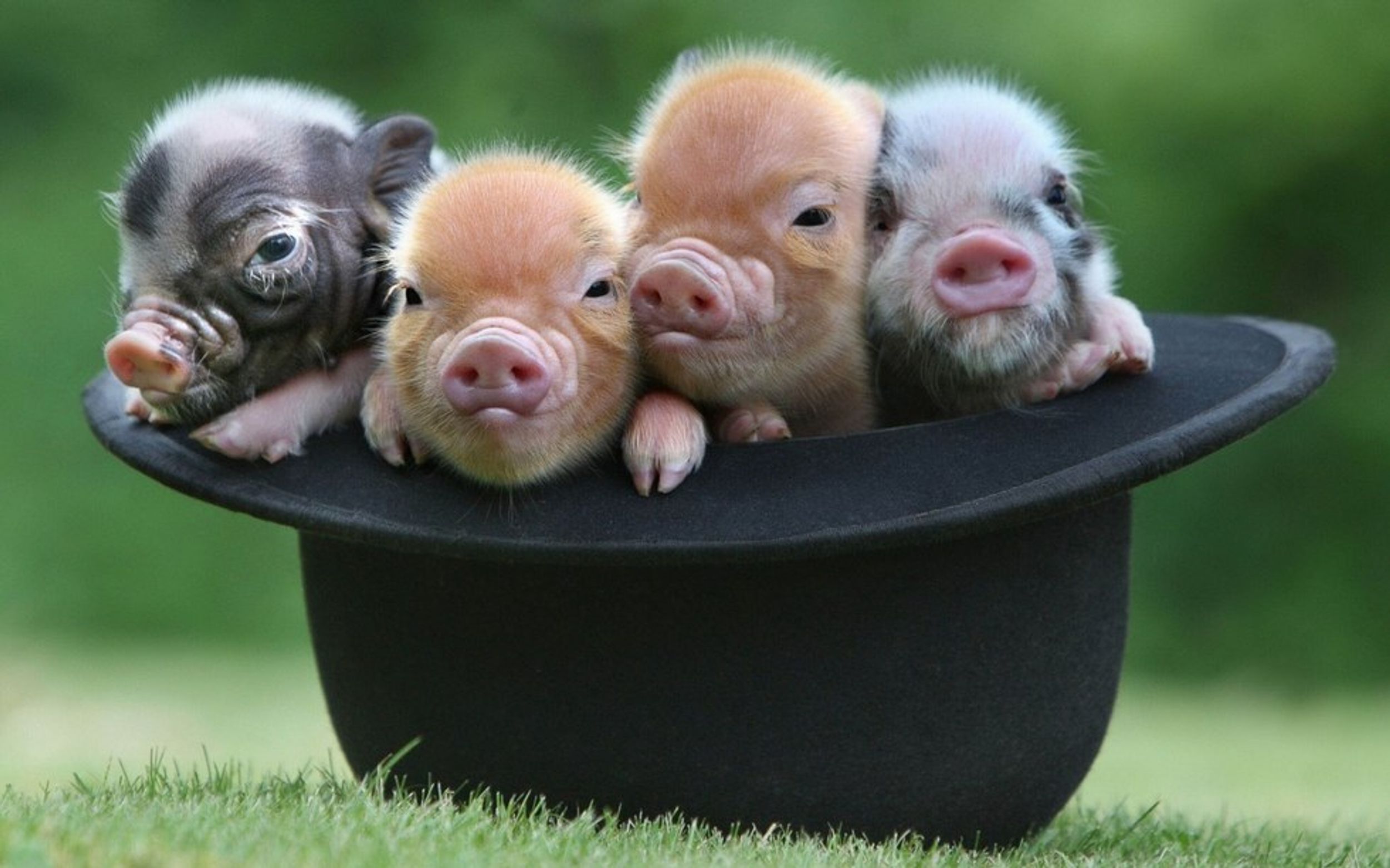 18 Pig GIFs To Brighten Your Day