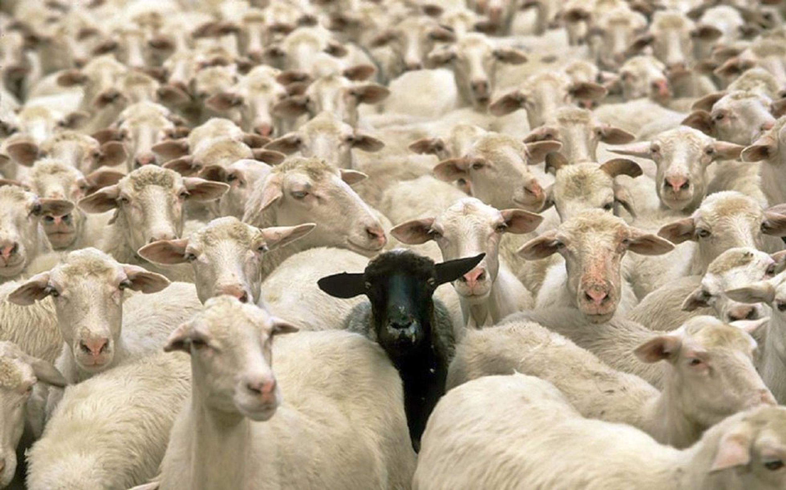 How Life Is As A Black Sheep
