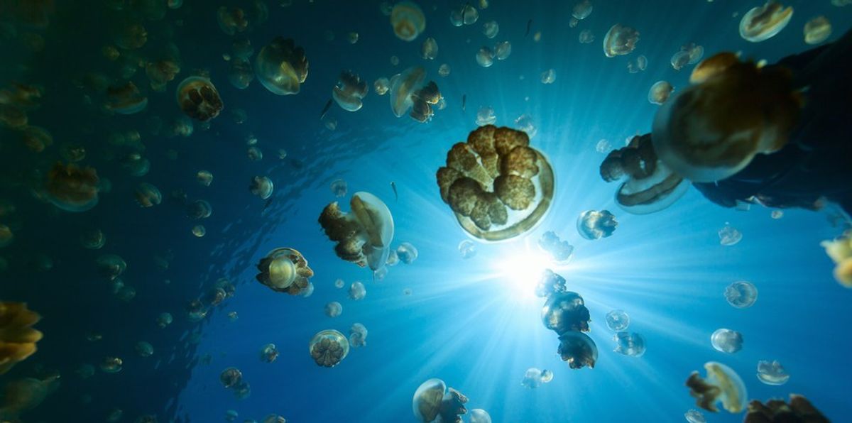A Poem to Inspire Swimming with Jellyfish in Palau