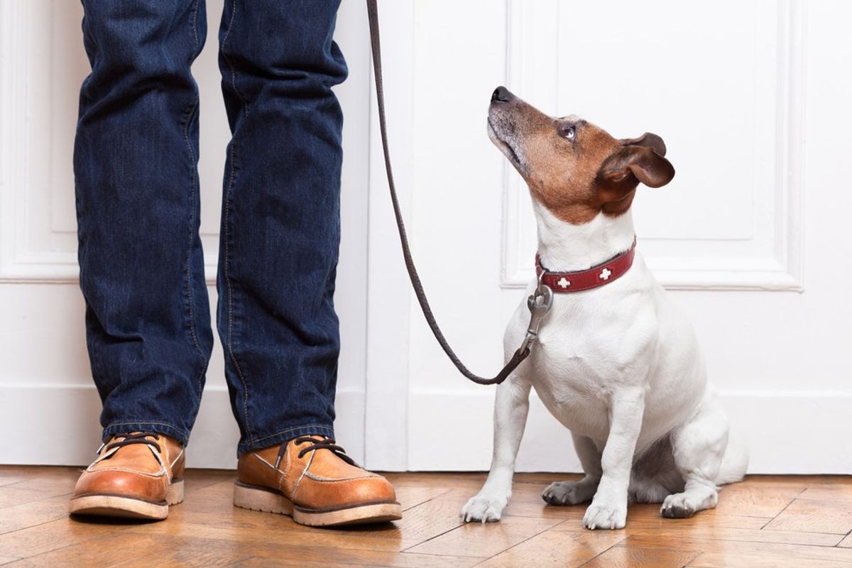 11 Reasons To Become A Dog-Walker