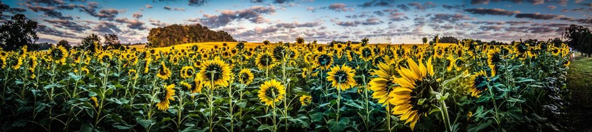 11 Reasons Why You Should Visit The Field of Sunflowers