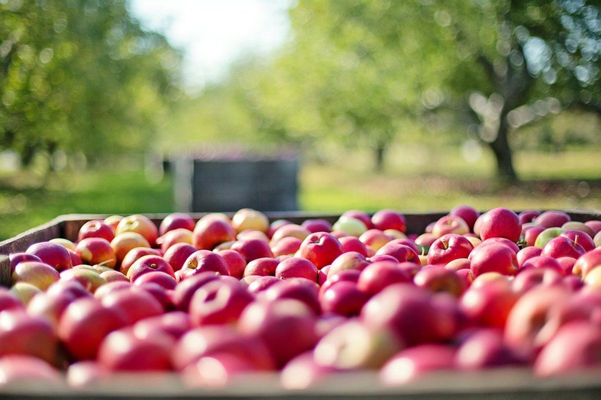 5 Best Parts of Apple Picking