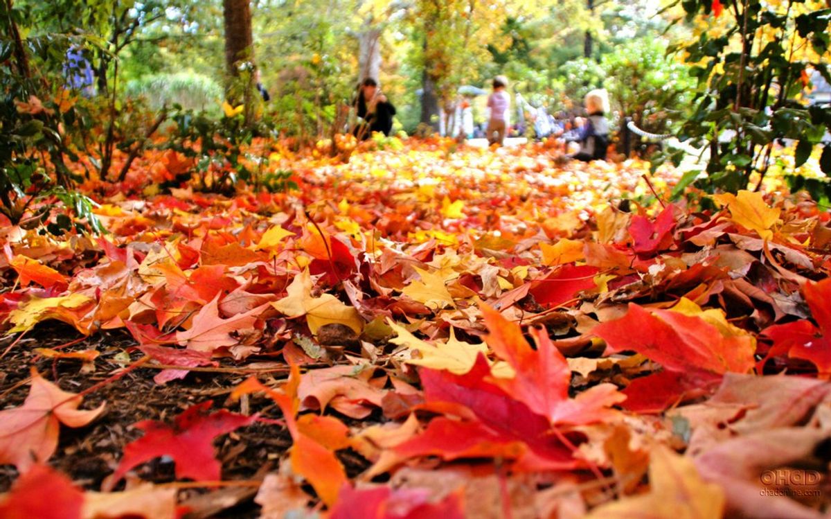 The Top 25 Best Things About Fall In Shelton Connecticut