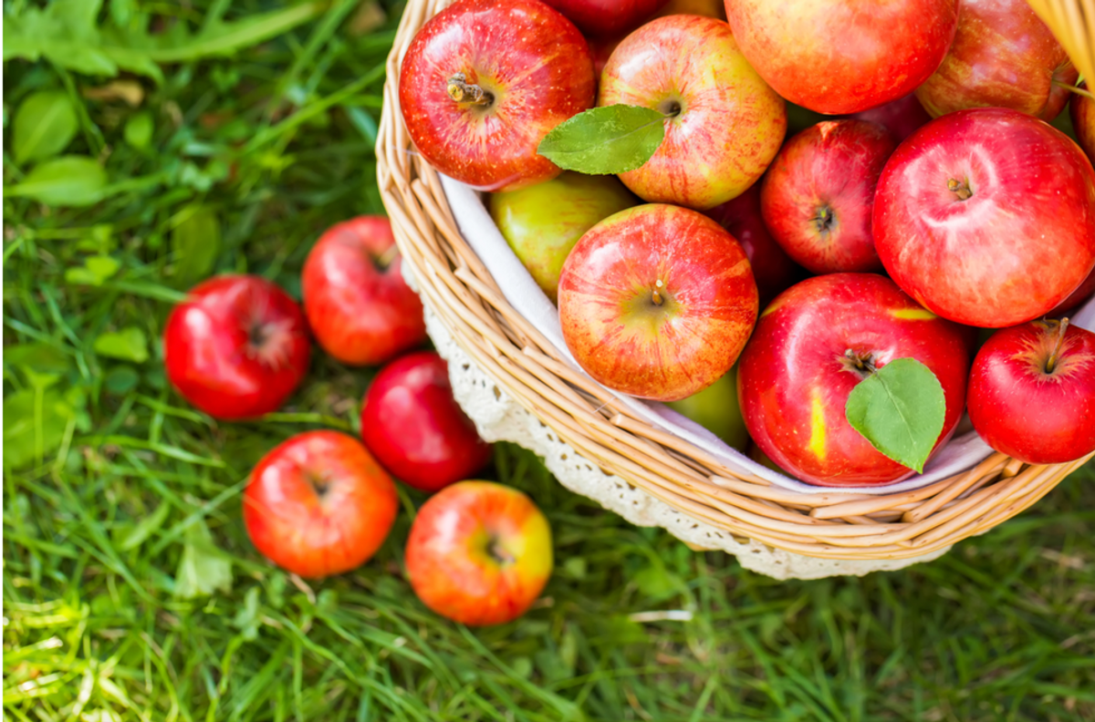 13 Thoughts We All Have While Apple Picking