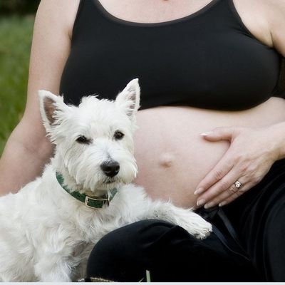 can dogs hear babys heartbeat pregnancy