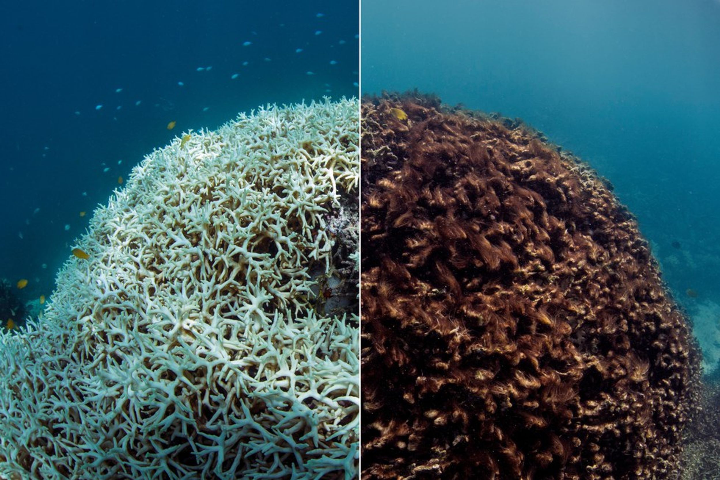 11 Ways to Save the Great Barrier Reef
