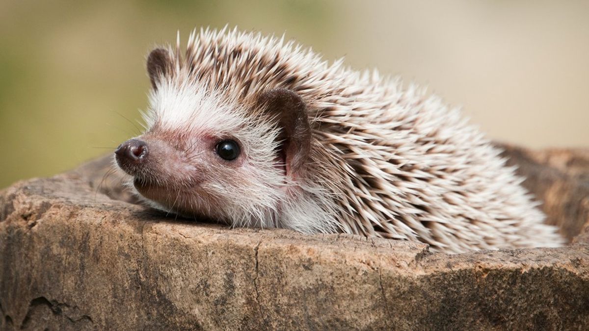 7 Crazy Questions Every Hedgehog Owner Gets Asked