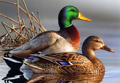 Ducks Are Awesome Ducks Are Awesome