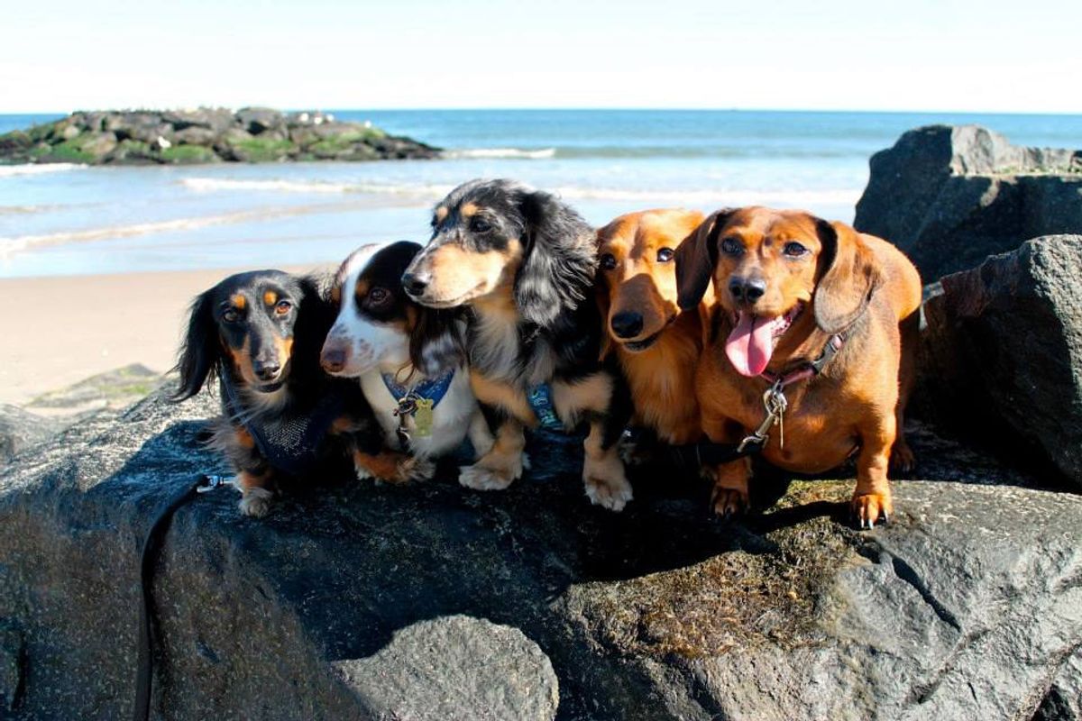 13 Reasons Dachshunds Are The Best Dogs Ever