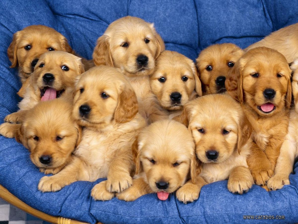 Literally Just A Bunch Of Cute Puppies