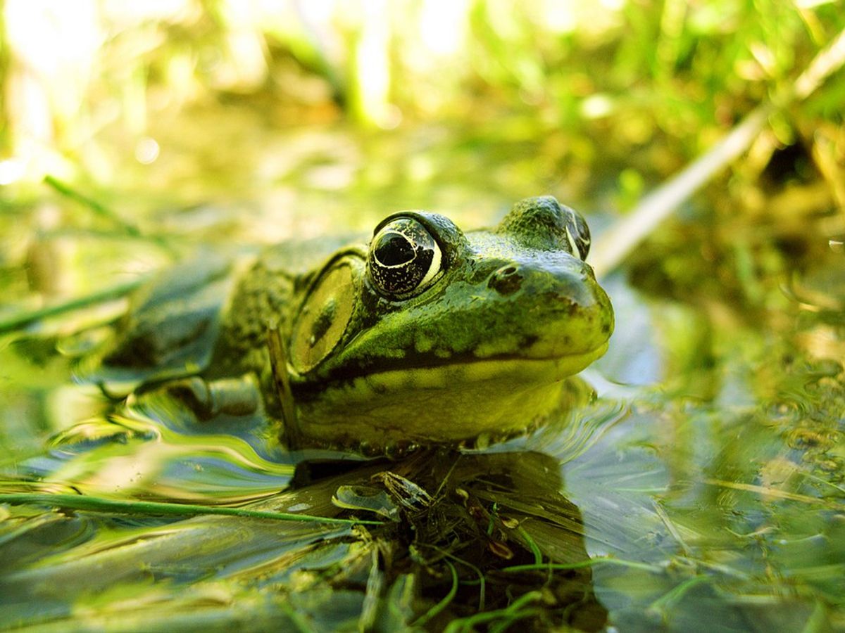 Frogs In Danger!