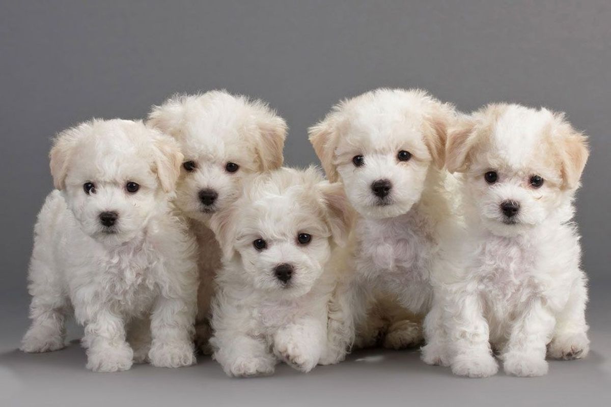 15 Puppies To Help You De-stress