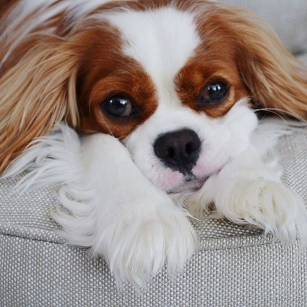 15 Pictures That Will Prove Cavalier King Charles Spaniels Are the ...