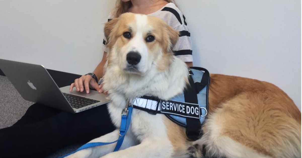 what-tasks-do-psychiatric-service-dogs-perform