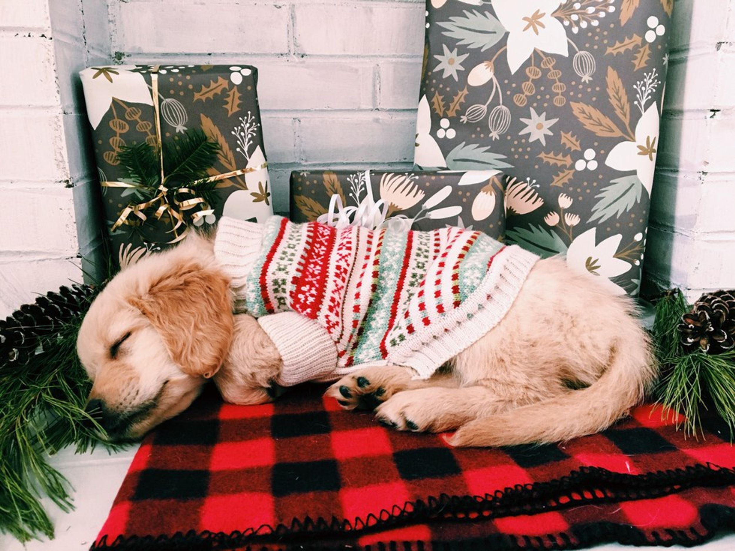 10 Etsy Finds Your Dog Wants For Christmas