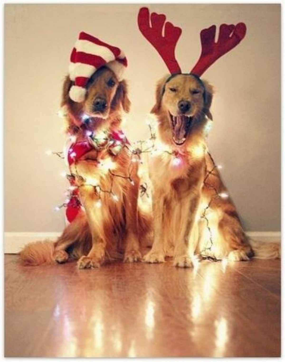 10 Of The Most Adorable Photos Of Dogs Dressed Up For The Holidays