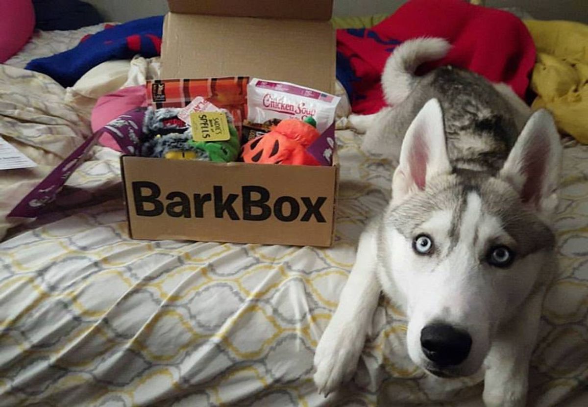BarkBox Is It Really Worth The Subscription?