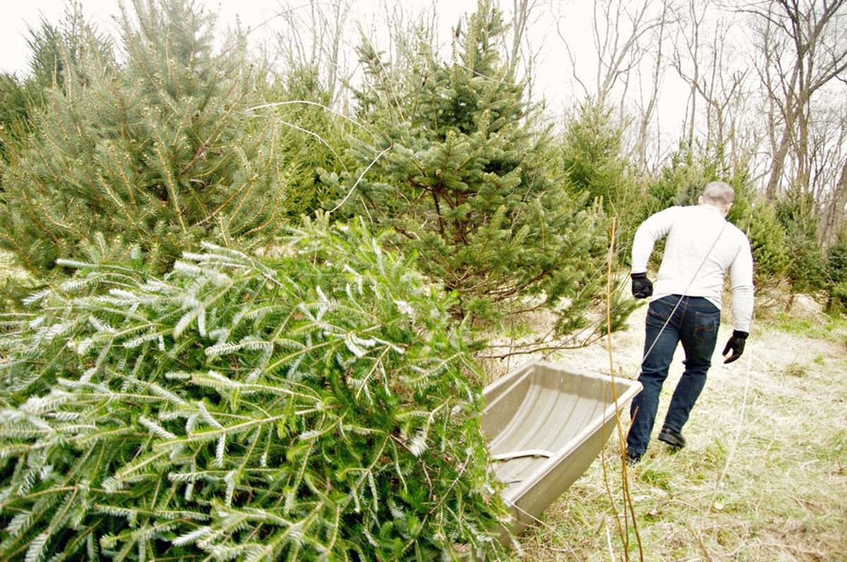 Why Real Christmas Trees Are Better