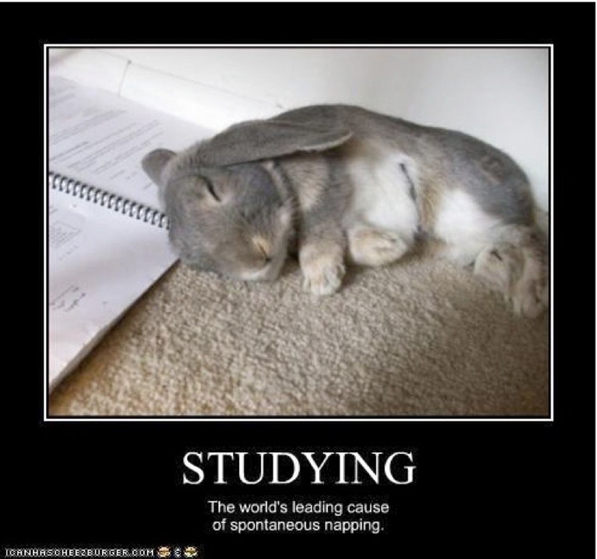 Finals Week Told By Cute Animals