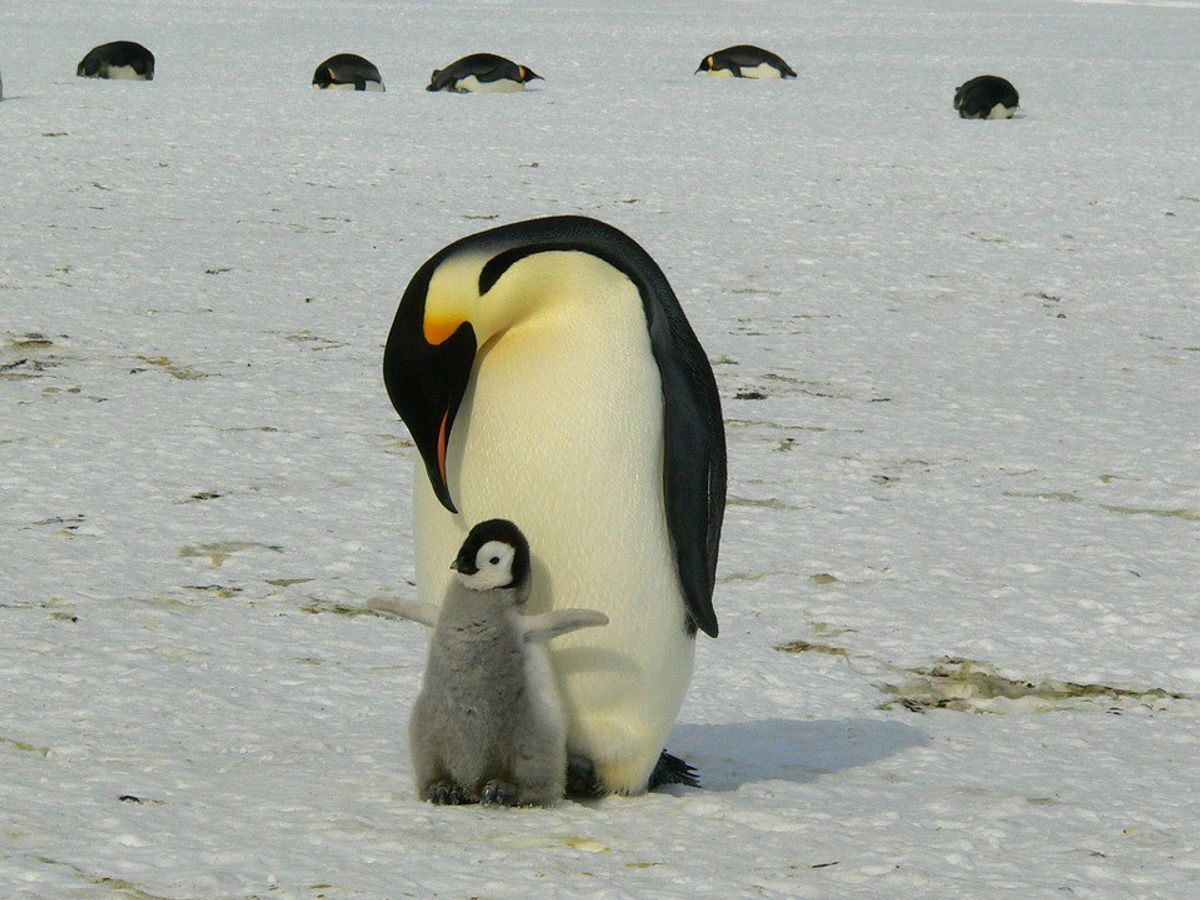 8 Reasons Why Penguins Are The Best