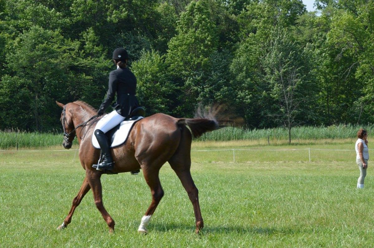 What My Horse Taught Me