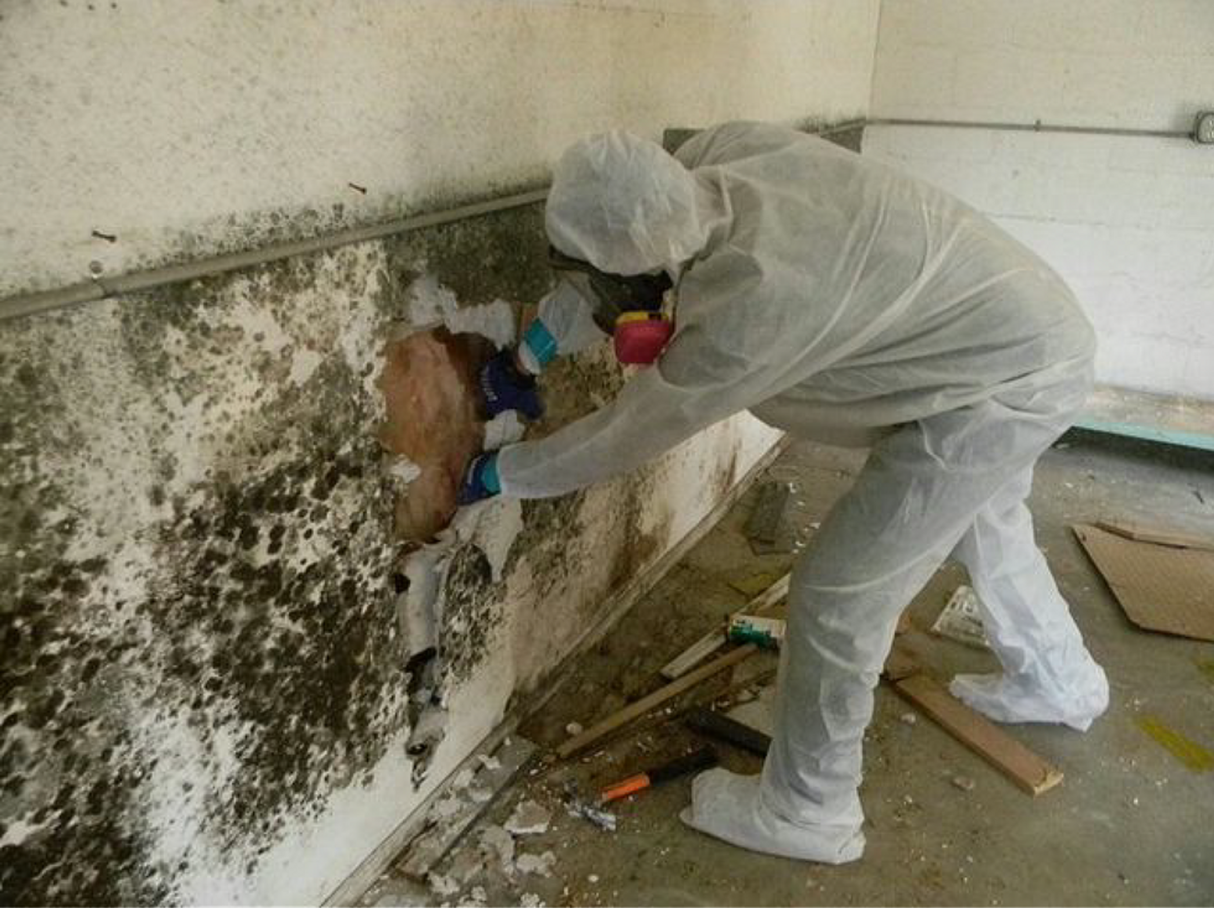 Expert Recommendations to Prevent and Remove Household Mold