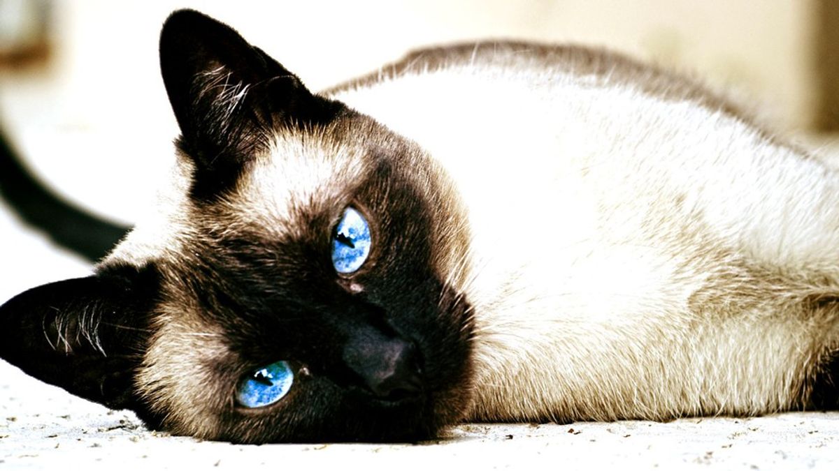 8 Things You Know If You Have A Siamese Cat