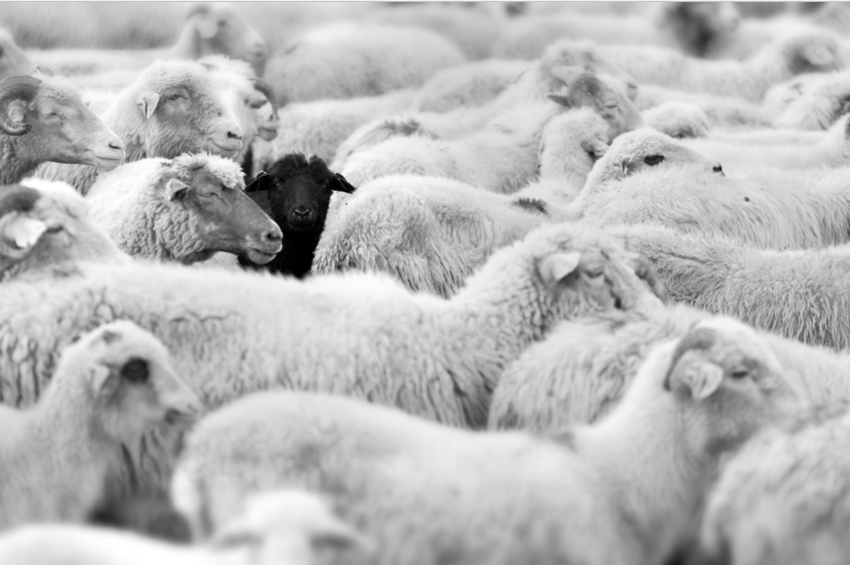 Why You Should Strive To Be The Black Sheep