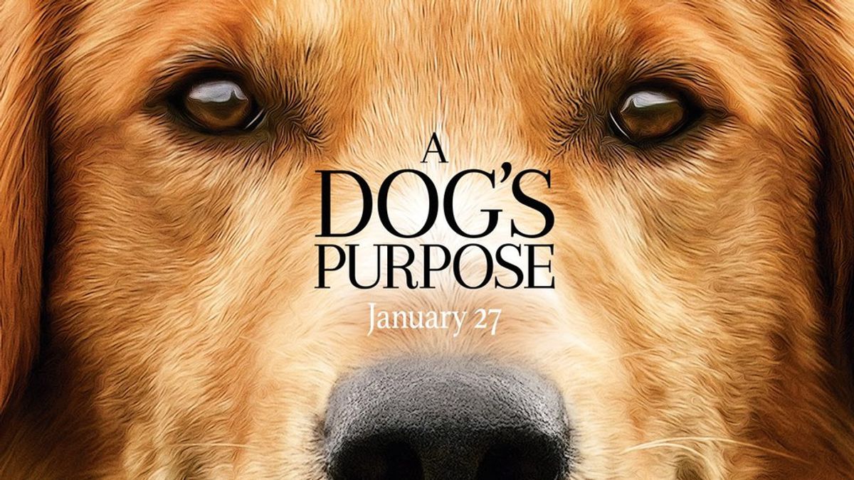 PETA Takes Action To Suspected Animal Abuse In Upcoming Film, 'A Dog's Purpose'