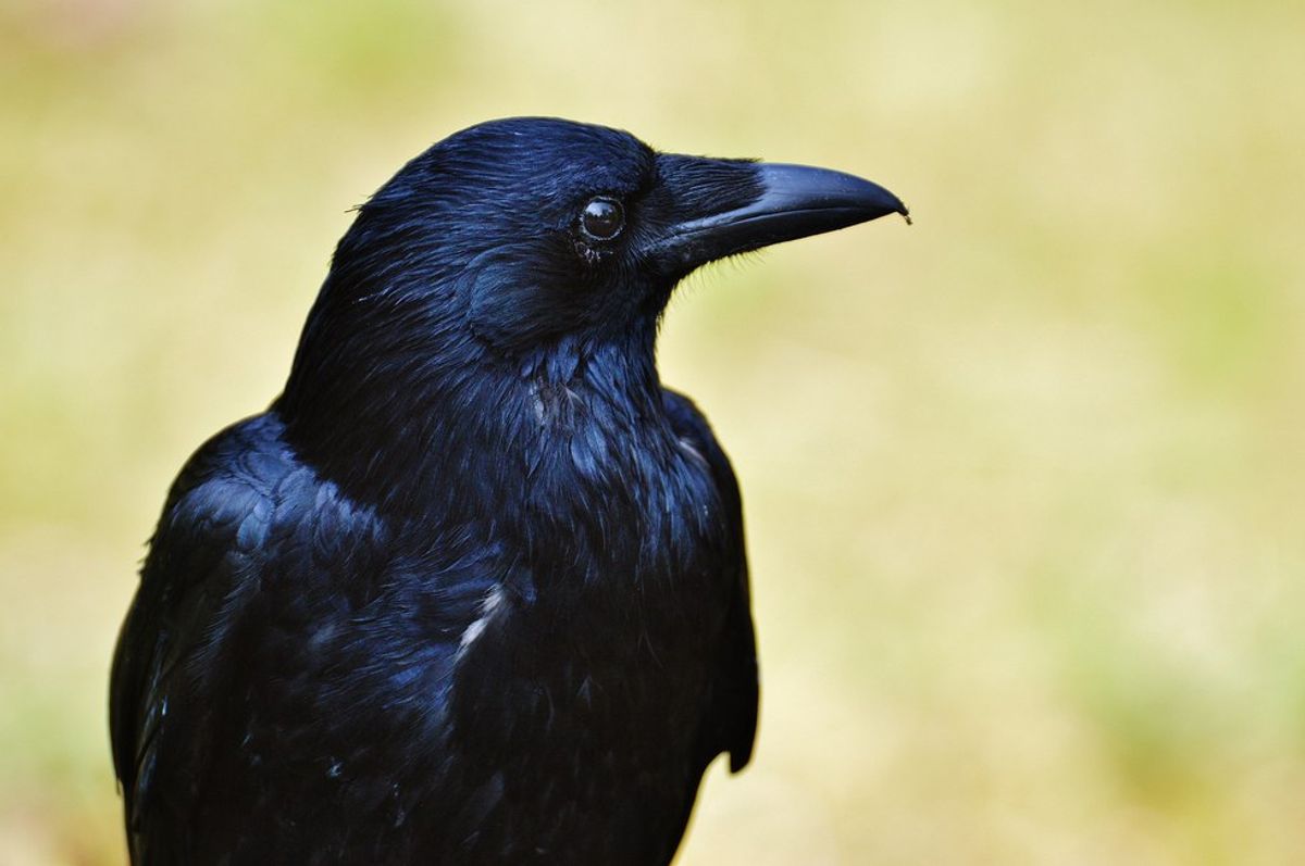 Poetry On Odyssey: Murdered Crow