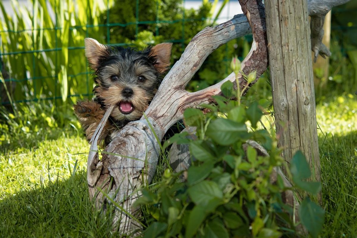 12 Pictures Of Puppies To Brighten Up Your Day