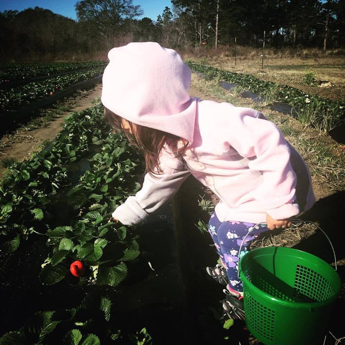 Why You’ll Love Taking Kids to a U-Pick Farm