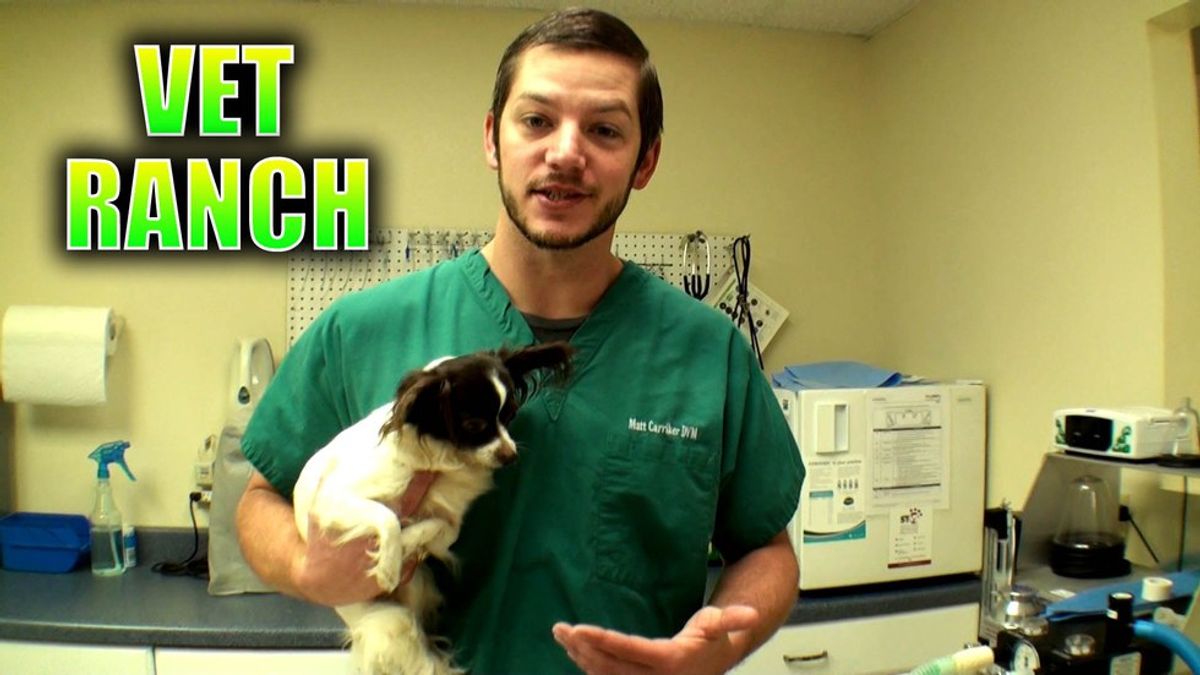 Why "Vet Ranch" Is The Only YouTube Channel You Should Be Watching Right Now