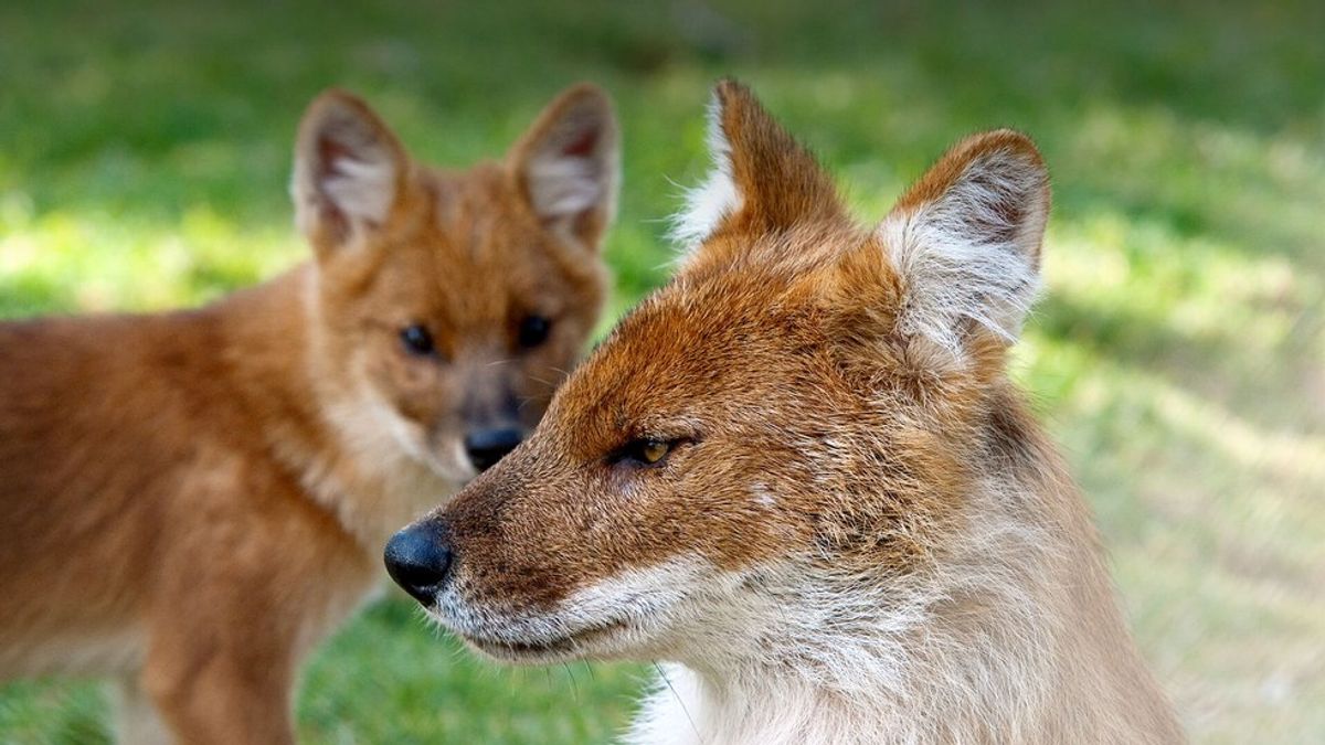 Species Spotlight! The Dhole