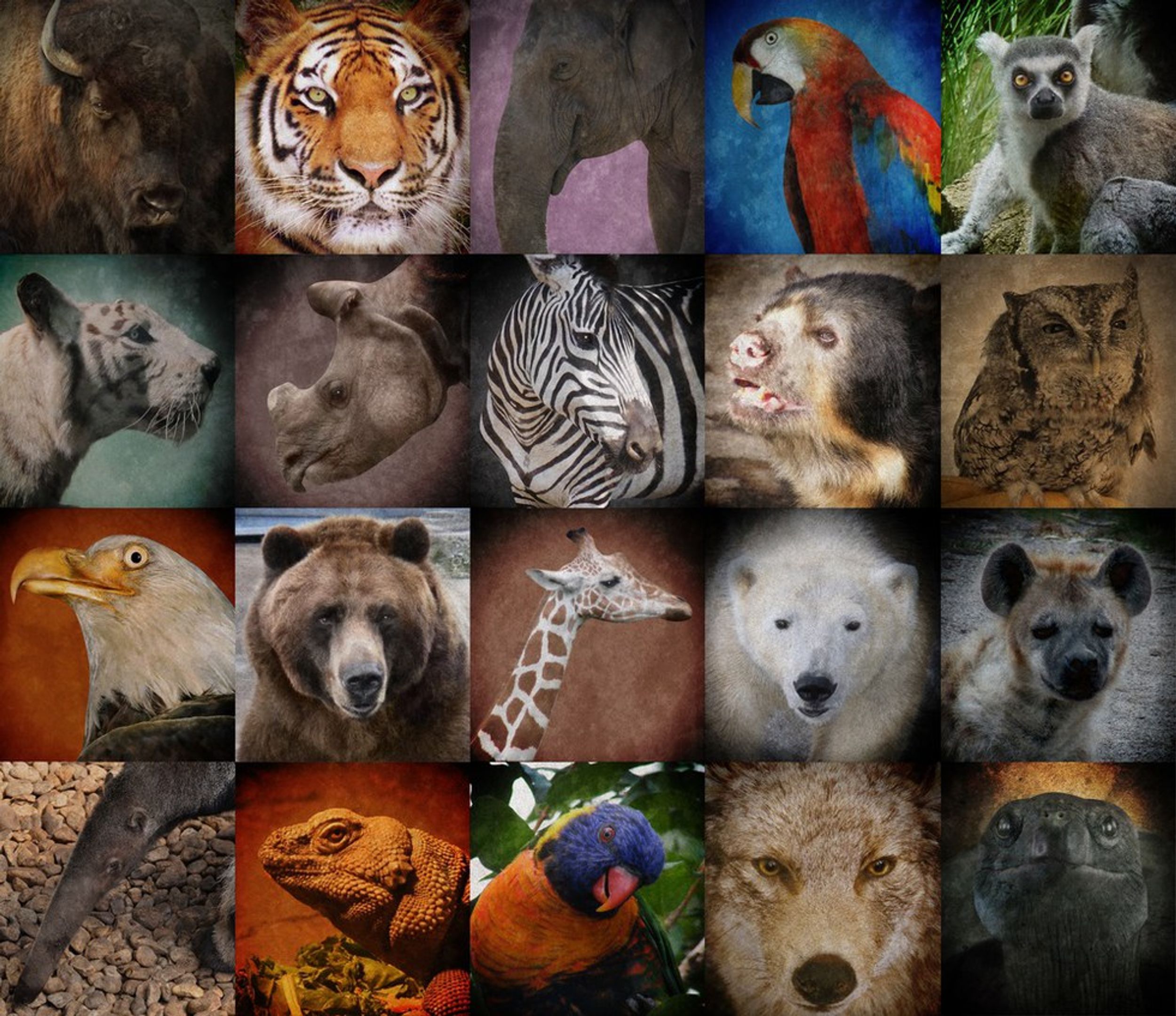 Let's Talk About Endangered Animals