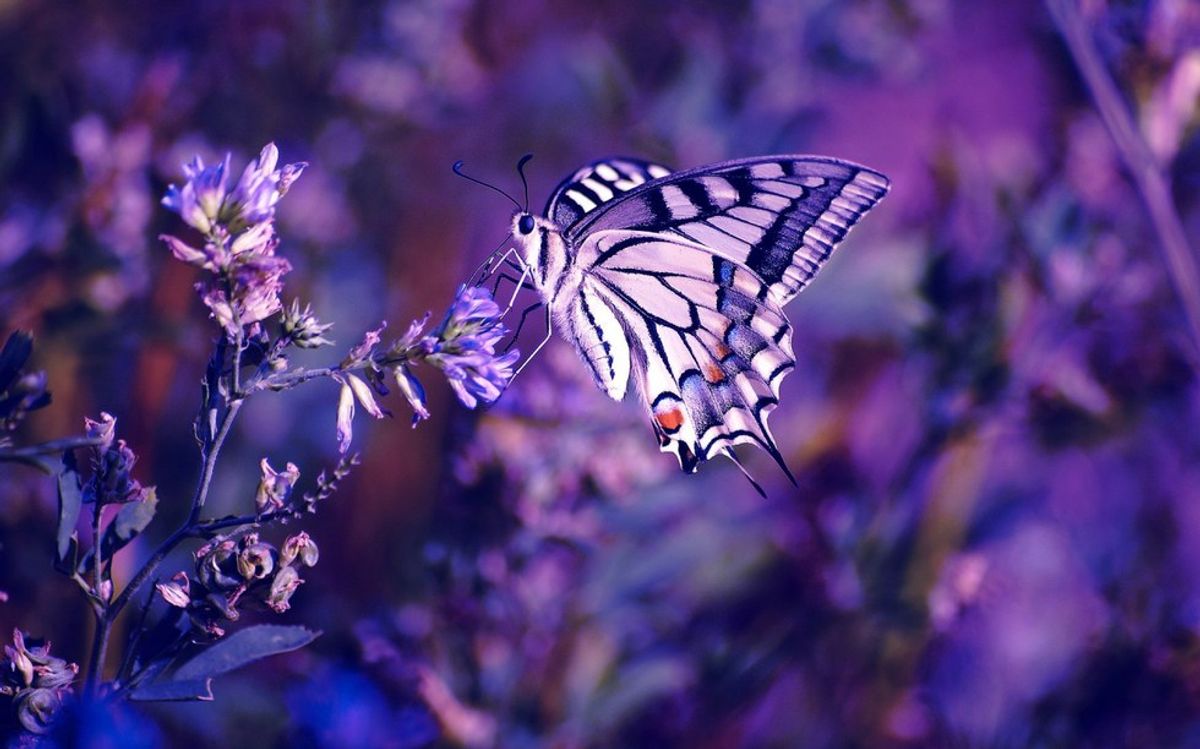 The Meaning Of Life Is Like A Butterfly